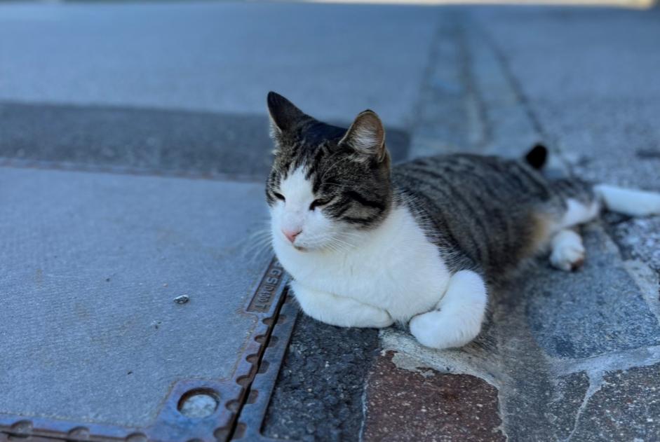 Alerte Disparition Chat croisement  Mâle , 5 ans Crans-Montana Suisse