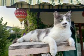 Alerte Disparition Chat croisement  Femelle , 3 ans Collombey-Muraz Suisse