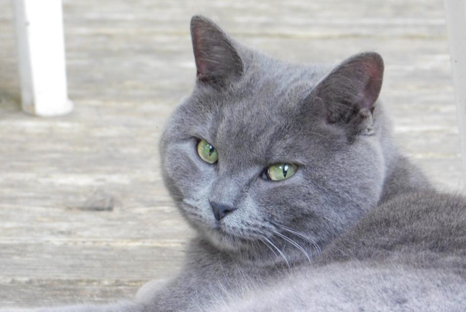 Alerte Disparition Chat croisement  Femelle , 9 ans Cheyres-Châbles Suisse