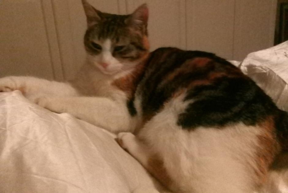 Alerte Disparition Chat Femelle , 9 ans Milvignes Suisse