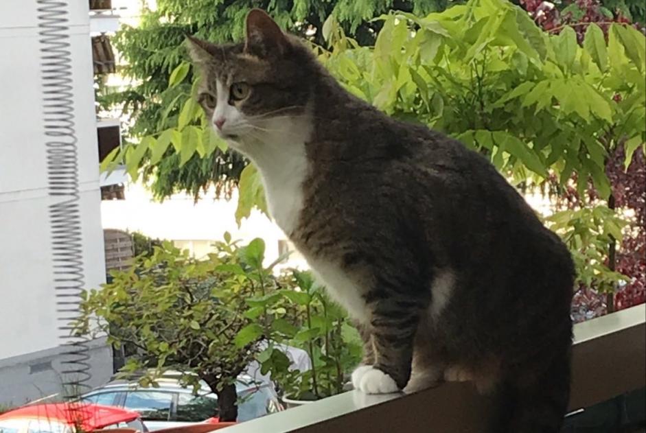 Alerte Disparition Chat croisement  Femelle , 8 ans Bussigny Suisse