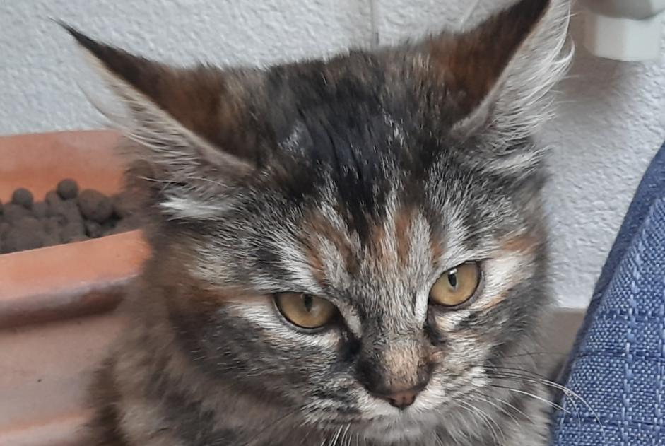 Alerte Disparition Chat Femelle , 2 ans Cugy Suisse