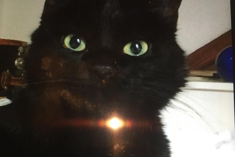 Alerte Disparition Chat Femelle , 16 ans Territet Suisse