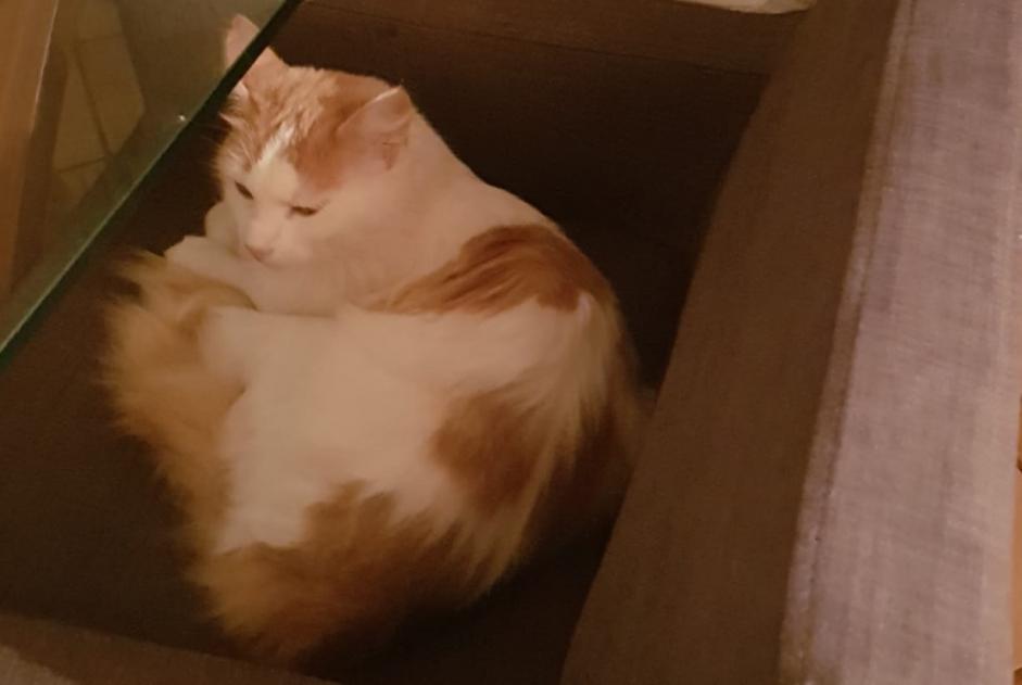 Alerte Disparition Chat croisement  Mâle , 7 ans Villaz Suisse