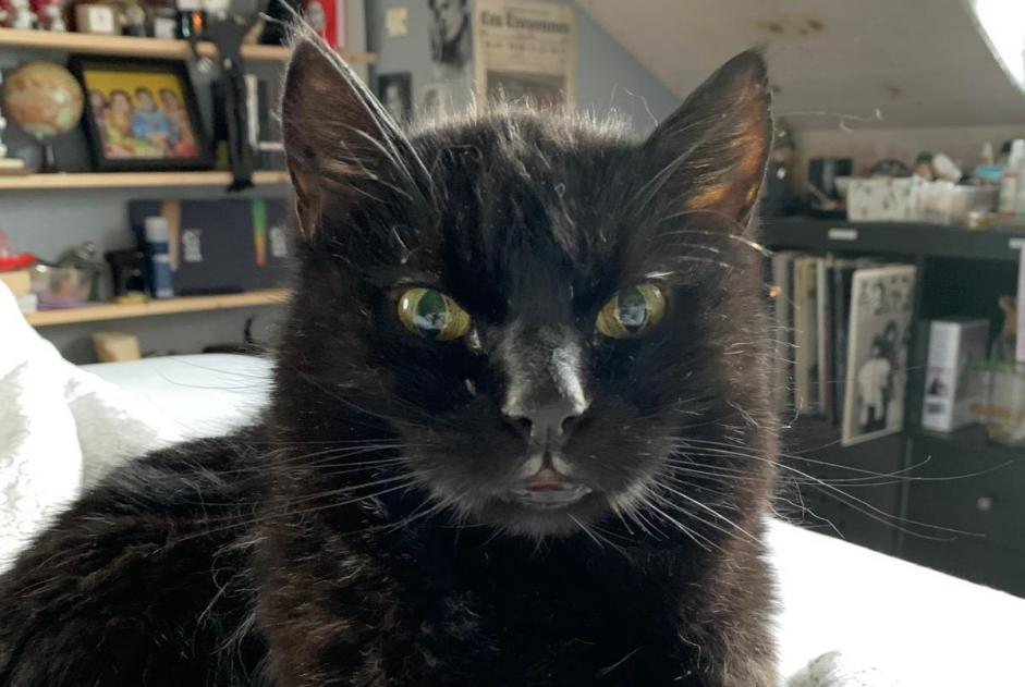 Alerte Disparition Chat Mâle , 19 ans Pont-la-Ville Suisse