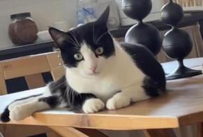 Alerte Disparition Chat Mâle , 3 ans Servion Suisse