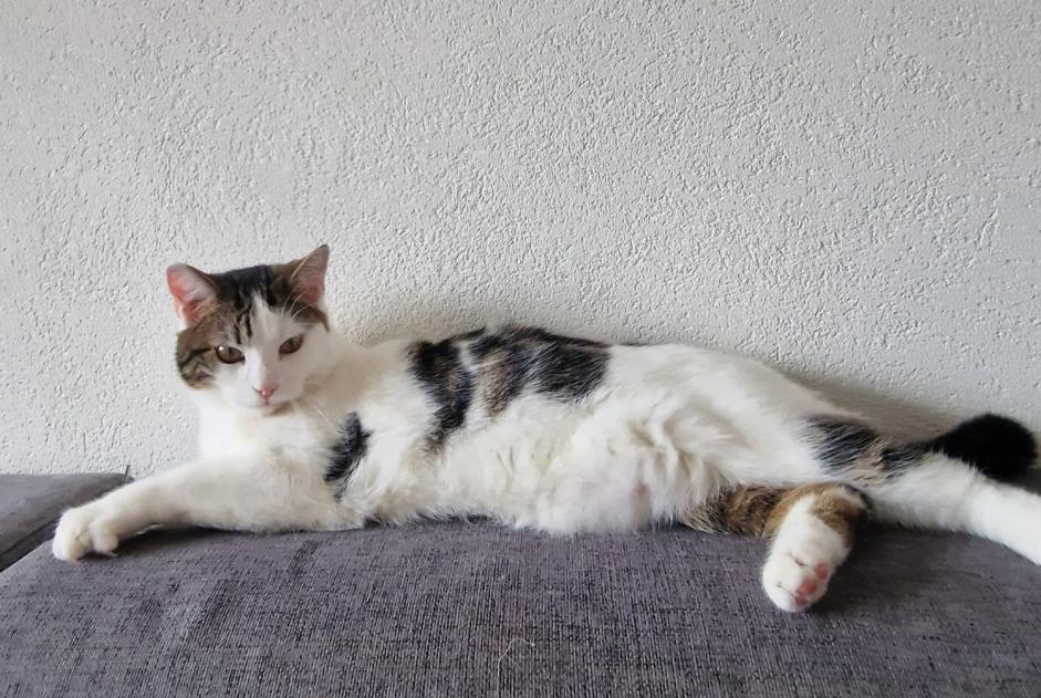 Alerte Disparition Chat  Mâle , 2 ans Blonay - Saint-Légier Suisse