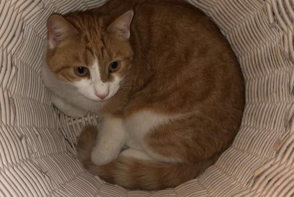 Avviso scomparsa Gatto Maschio , 8 anni Fribourg Svizzera