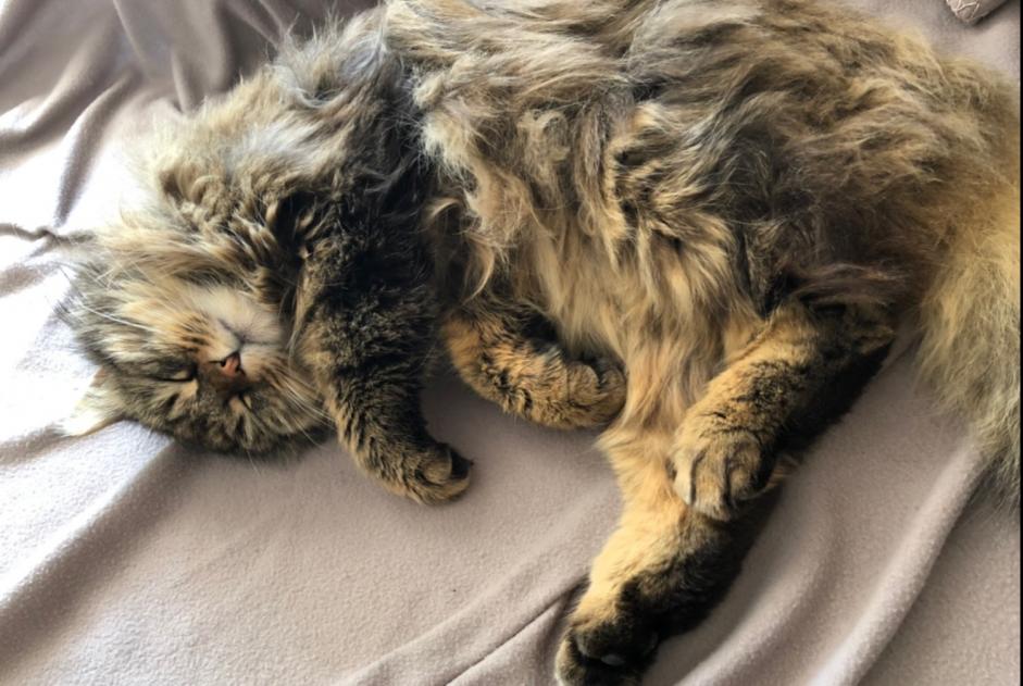 Avviso scomparsa Gatto incrocio di razze  Maschio , 9 anni Versoix Svizzera