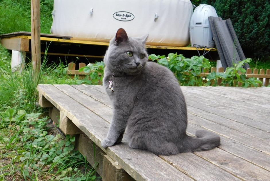 Avviso scomparsa Gatto incrocio di razze  Femmina , 9 anni Cheyres-Châbles Svizzera