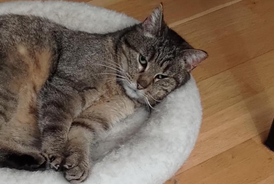 Avviso scomparsa Gatto Femmina , 10 anni Villars-sur-Glâne Svizzera