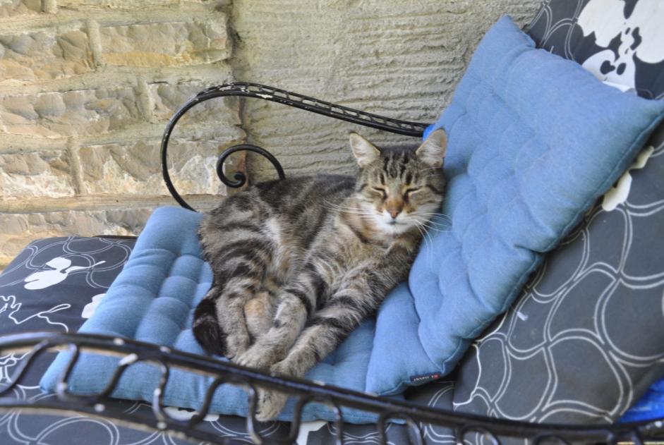 Avviso scomparsa Gatto Maschio , 13 anni Blonay - Saint-Légier Svizzera