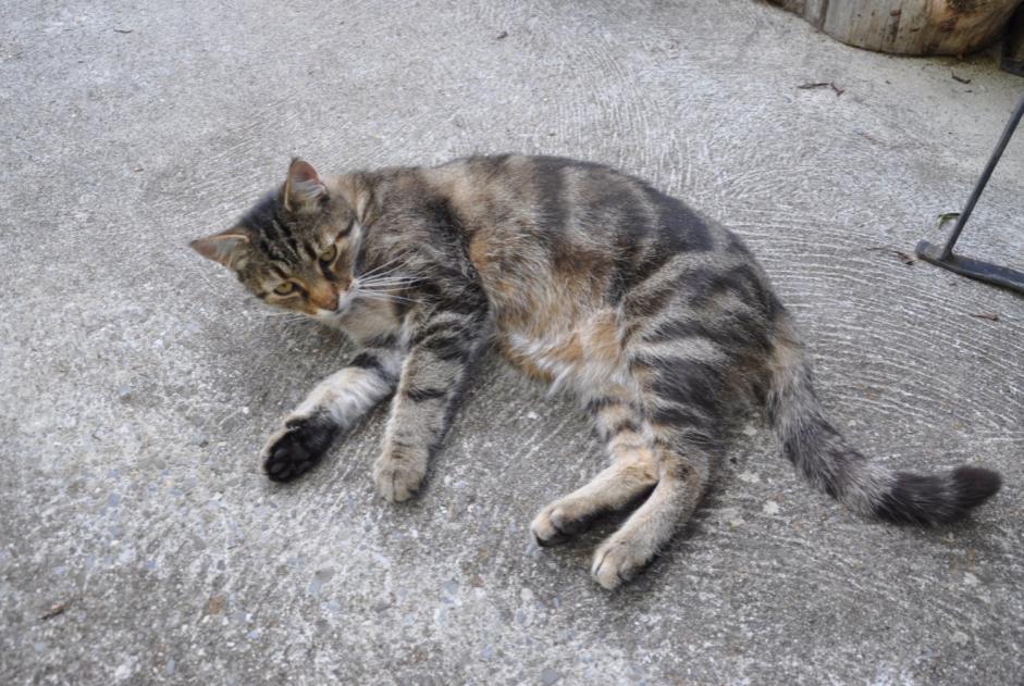 Avviso scomparsa Gatto Maschio , 13 anni Blonay - Saint-Légier Svizzera