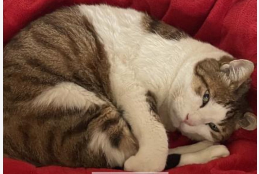 Avviso scomparsa Gatto  Maschio , 14 anni Plan-les-Ouates Svizzera