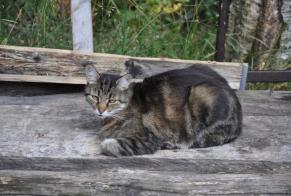 Alerta desaparecimento Gato Macho , 13 anos Blonay - Saint-Légier Switzerland