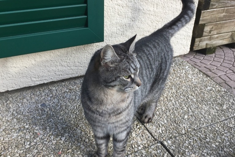 Alerta desaparecimento Gato Macho , 16 anos Jorat-Mézières Switzerland